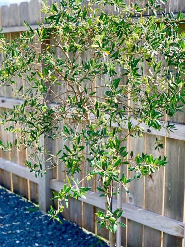 MRI, Melissa Roberts Interiors, Houston Interior Design, Houston Interior Designers, Beaumont Interior Designers, Houston, Texas, Pool Design, Outdoor Kitchen Design, How to Design an Pool, Swimming Pool Designs, Swimming Pool Design for Small Backyard, Patio Extension, Backyard Design, Backyard landscape ideas, How to build an inground swimming pool, modern swimming pool design, modern swimming pool, what to expect when remodeling your patio, what to expect when adding a swimming pool, what does a pool cost, outdoor oasis. Step by step remodeling process, building a swimming pool progress pictures, Mediterranean, modern Mediterranean, modern Mediterranean pool, pool water feature, outdoor kitchen appliances, outdoor lighting, landscaping around a pool, backyard landscaping