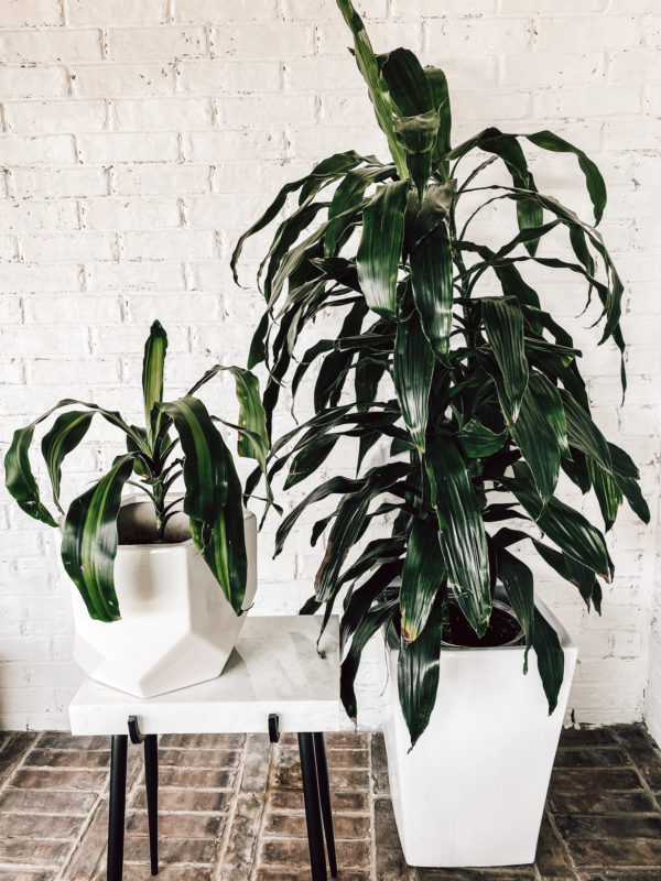 7 Low Maintenance Indoor Plants, indoor plant care, caring for indoor plants, how to care for indoor plants. low maintenance indoor plants, indoor plants, easy indoor plants, modern plants, cool planters, modern planters, unique planters, affordable planters, plants in a home, chic plants, contemporary chic plants, easy indoor plants, snake plant care, mother in laws tongue care, style snake plant, styled fiddle fig, fiddle fig tree care, fiddle fig tree styled