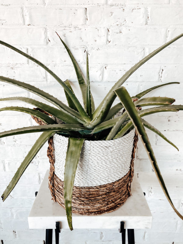 7 Low Maintenance Indoor Plants, indoor plant care, caring for indoor plants, how to care for indoor plants. low maintenance indoor plants, indoor plants, easy indoor plants, modern plants, cool planters, modern planters, unique planters, affordable planters, plants in a home, chic plants, contemporary chic plants, easy indoor plants, snake plant care, mother in laws tongue care, style snake plant, styled fiddle fig, fiddle fig tree care, fiddle fig tree styled