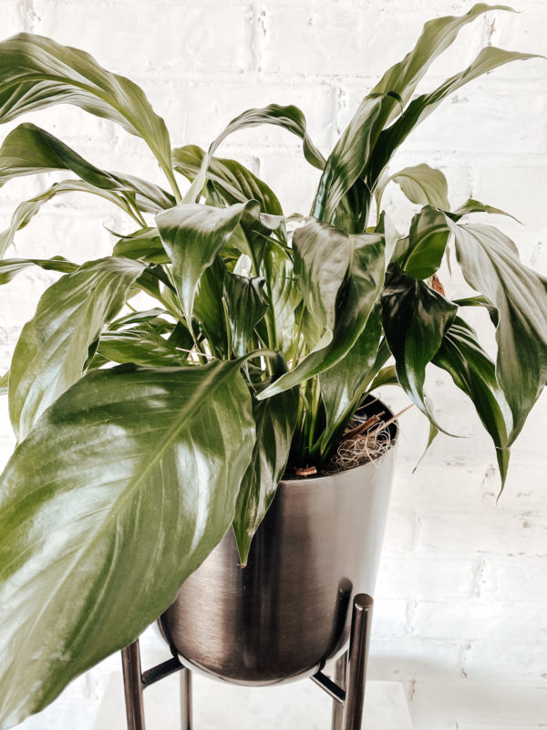 7 Low Maintenance Indoor Plants, indoor plant care, caring for indoor plants, how to care for indoor plants. low maintenance indoor plants, indoor plants, easy indoor plants, modern plants, cool planters, modern planters, unique planters, affordable planters, plants in a home, chic plants, contemporary chic plants, easy indoor plants, snake plant care, mother in laws tongue care, style snake plant, styled fiddle fig, fiddle fig tree care, fiddle fig tree styled