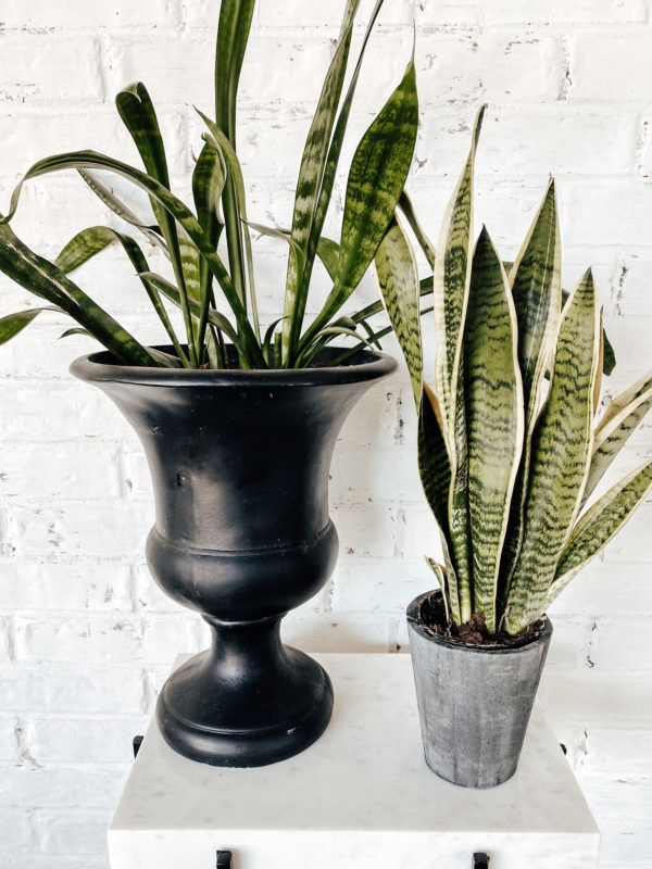 7 Low Maintenance Indoor Plants, indoor plant care, caring for indoor plants, how to care for indoor plants. low maintenance indoor plants, indoor plants, easy indoor plants, modern plants, cool planters, modern planters, unique planters, affordable planters, plants in a home, chic plants, contemporary chic plants, easy indoor plants, snake plant care, mother in laws tongue care, style snake plant, styled fiddle fig, fiddle fig tree care, fiddle fig tree styled