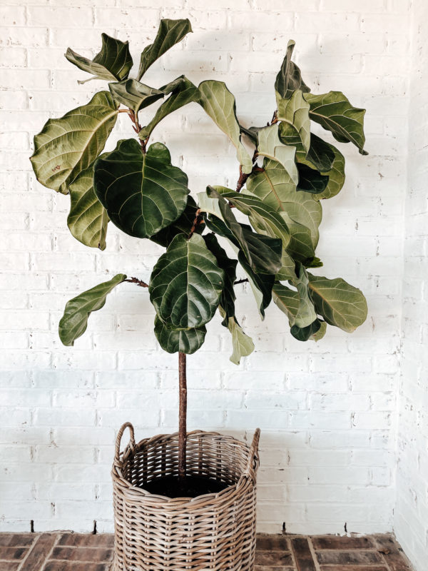 7 Low Maintenance Indoor Plants, indoor plant care, caring for indoor plants, how to care for indoor plants. low maintenance indoor plants, indoor plants, easy indoor plants, modern plants, cool planters, modern planters, unique planters, affordable planters, plants in a home, chic plants, contemporary chic plants, easy indoor plants, snake plant care, mother in laws tongue care, style snake plant, styled fiddle fig, fiddle fig tree care, fiddle fig tree styled