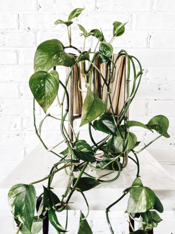 7 Low Maintenance Indoor Plants, indoor plant care, caring for indoor plants, how to care for indoor plants. low maintenance indoor plants, indoor plants, easy indoor plants, modern plants, cool planters, modern planters, unique planters, affordable planters, plants in a home, chic plants, contemporary chic plants, easy indoor plants, snake plant care, mother in laws tongue care, style snake plant, styled fiddle fig, fiddle fig tree care, fiddle fig tree styled