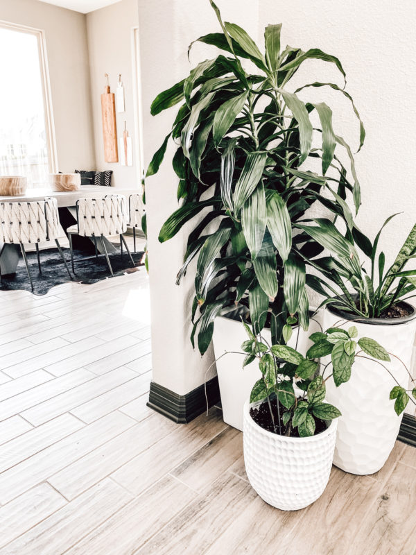 7 Low Maintenance Indoor Plants, indoor plant care, caring for indoor plants, how to care for indoor plants. low maintenance indoor plants, indoor plants, easy indoor plants, modern plants, cool planters, modern planters, unique planters, affordable planters, plants in a home, chic plants, contemporary chic plants, easy indoor plants, snake plant care, mother in laws tongue care, style snake plant, styled fiddle fig, fiddle fig tree care, fiddle fig tree styled