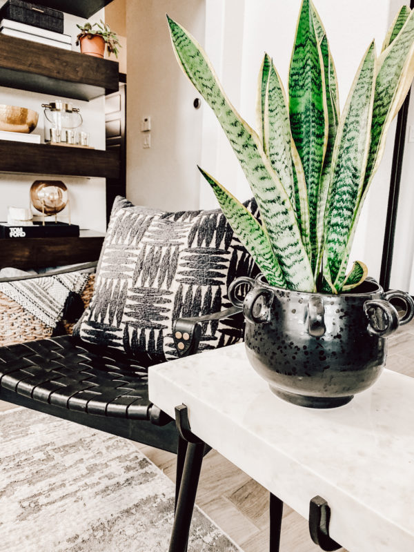 7 Low Maintenance Indoor Plants, indoor plant care, caring for indoor plants, how to care for indoor plants. low maintenance indoor plants, indoor plants, easy indoor plants, modern plants, cool planters, modern planters, unique planters, affordable planters, plants in a home, chic plants, contemporary chic plants, easy indoor plants, snake plant care, mother in laws tongue care, style snake plant, styled fiddle fig, fiddle fig tree care, fiddle fig tree styled