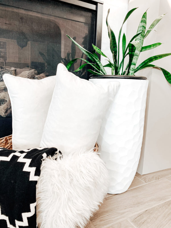 7 Low Maintenance Indoor Plants, indoor plant care, caring for indoor plants, how to care for indoor plants. low maintenance indoor plants, indoor plants, easy indoor plants, modern plants, cool planters, modern planters, unique planters, affordable planters, plants in a home, chic plants, contemporary chic plants, easy indoor plants, snake plant care, mother in laws tongue care, style snake plant, styled fiddle fig, fiddle fig tree care, fiddle fig tree styled